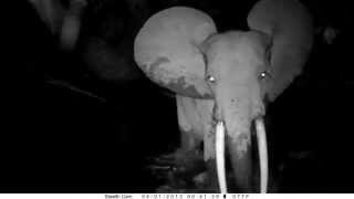 preview picture of video 'an elephant crossing a river sprinkles a camera trap - elephant vs camera trap, Gabon'