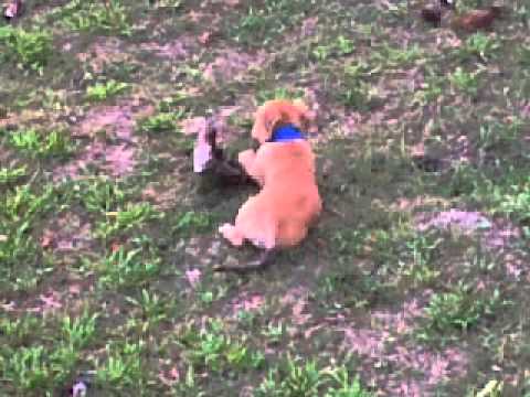 amala and her coconut shell