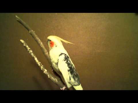 Blind Cockatiel George Gershwin In A Happy Mood Video