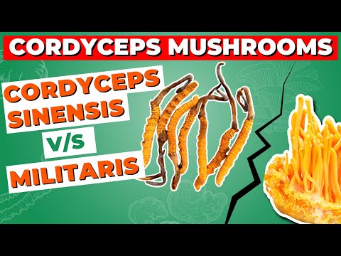 Cordyceps Sinensis Vs Militaris: How Do They Differ?