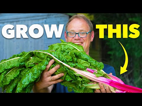 Tomato Growing Masterclass My Blueprint to Success Every Time