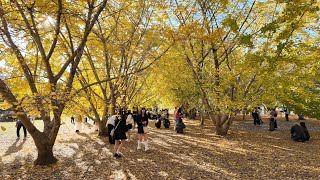 太原のイチョウ並木2023