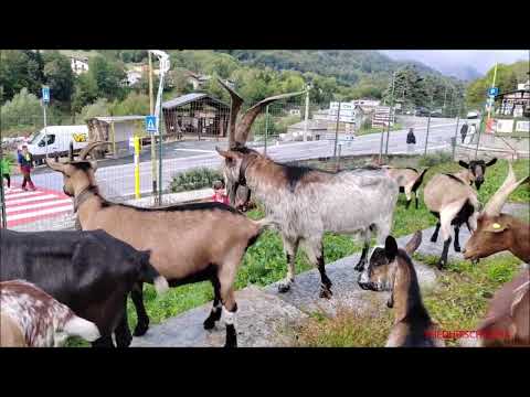 CAPRE E CAPRETTINE IN FIERA A SAMPEYRE (CN) DOM. 25 - 9 - 2022.