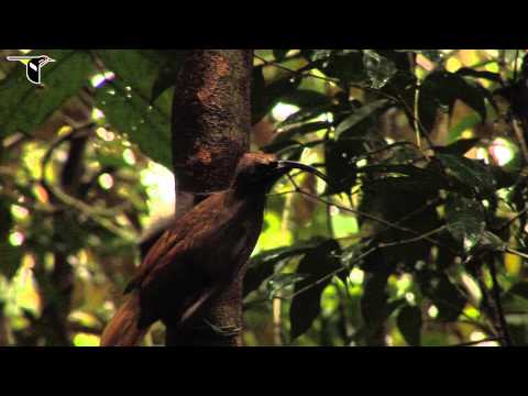 Black-billed Sicklebill