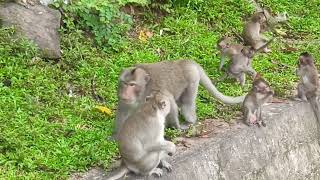 Monkey kid #lovelyanimals