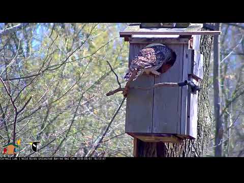 Adult Delivers Snake To Nest Box – May 1, 2018