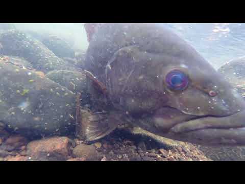 Fly Fishing the Genesis of the St Croix River for Big Bronzebacks