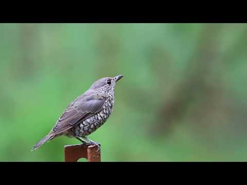Skaliar modrohlavý (Monticola cinclorhynchus) — biotop a pohyb