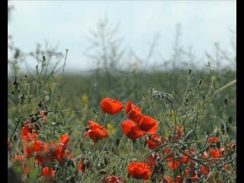 Just for you -Iris Williams