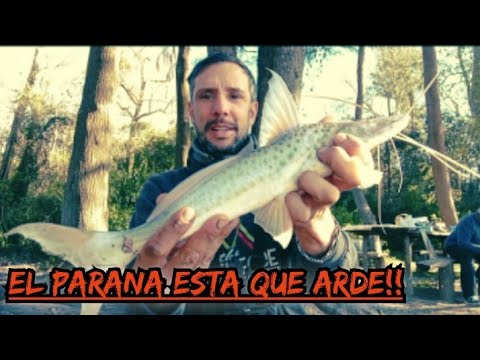 PESCA EN ESCOBAR "PARANA DE LAS PALMAS" ESTA EN SU MEJOR MOMENTO!!