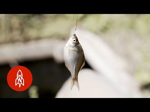 Catching Tiny Fish With Tiny Rods