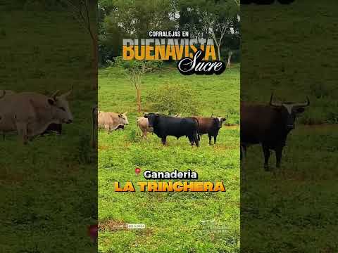 En nuestra visita a la Ganadería La Trinchera, conocimos los ejemplares que regresa Buenavista Sucre