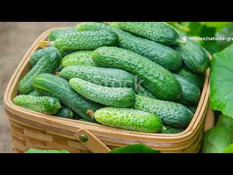 Unlock Massive Cucumber Harvests: Secrets Every Gardener Needs!