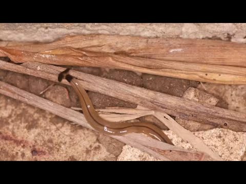 Another invasive species spotted in Barbados