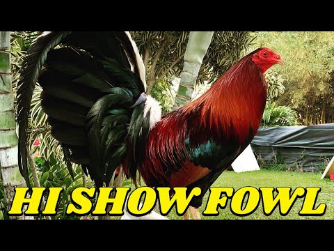 Beautiful Birds HI Show Fowl | Kelso Sweater Melsims Roundhead McRae Pumpkin Hatch