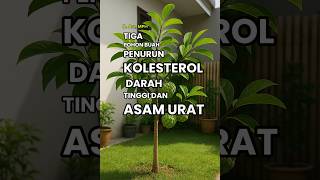 Download lagu 3 Pohon Buah Penurun Kolesterol, Darah Tinggi & Asam Urat yang Tidak Merusak Pondasi Rumah mp3