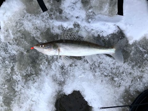 Pilkillä, ekaa kertaa kaikuluotaimen kanssa 11.02.2023