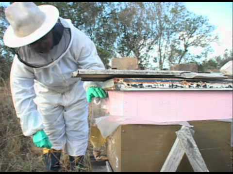 , title : 'Dicas para alimentar as abelhas no inverno - Programa Rio Grande Rural'