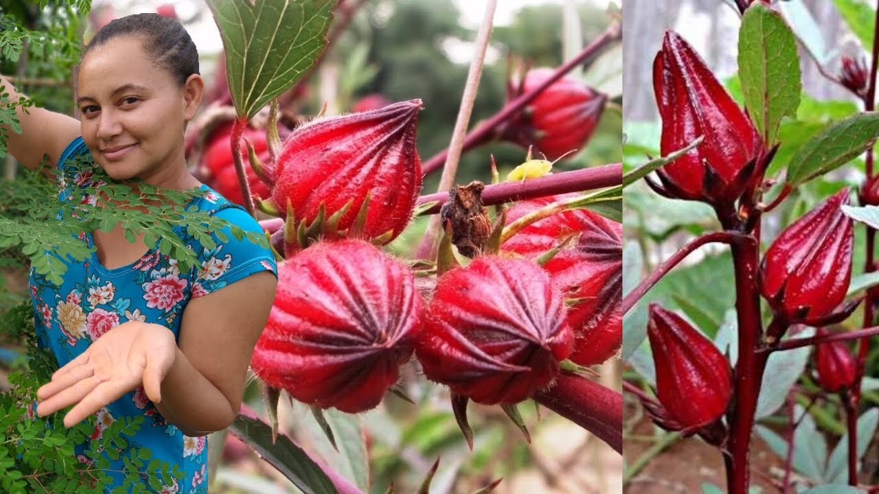 Nossa Plantação de Hibisco Vinagreira