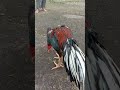 Ayam Bangkok Punggung Menonjol Pukulan Keras Dasyat Dan Mematikan