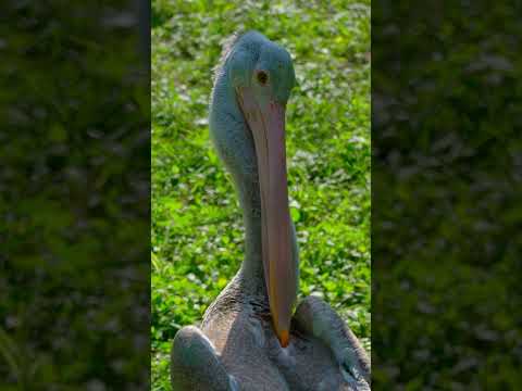 Beautiful Pelican Bird  | Amazing Nature Video in 4K #wildlife #nature #zoo #birds