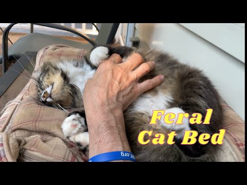 See Mona's new cat bed