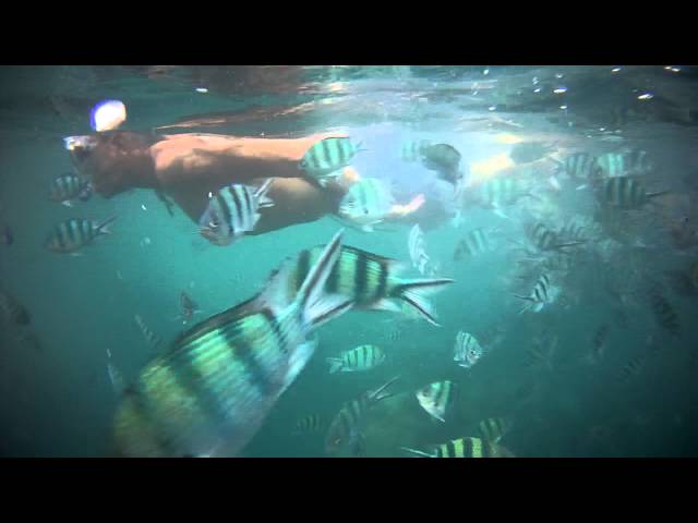 Snorkeling at Mae Haad