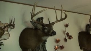Deer Mounts 2012