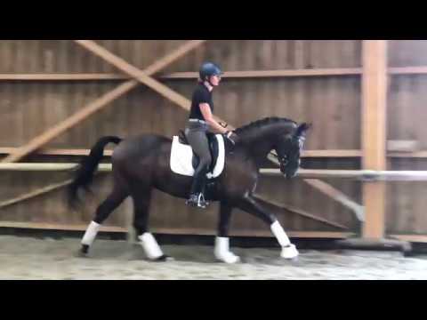 A vendre hongre hanovrien de dressage