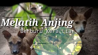 Download lagu Crazy!!! Training Long Tailed Monkey Hunting @sniperanakrantau mp3