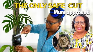 Stop Chopping Your Plant Wrong — Air Layering for Moss Pole Plants