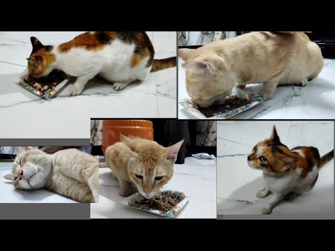 Ye kya ho gaye sherkhan ko