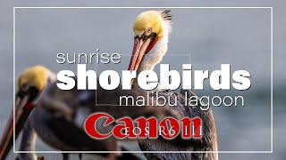 Canon R6 III and 600 F4 & 1.4 extender  Sunrise shorebirds.... and a sunrise! Malibu Lagoon