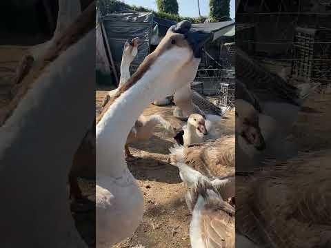 Beautiful Swan duck swan || Maimuna