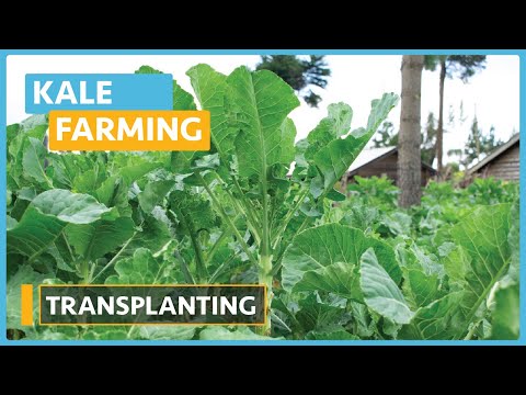 Kale Farming Lesson 1 Introduction