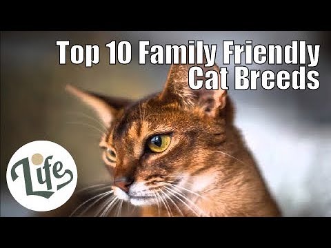 Top 10 Family Friendly Cat Breeds Perfect for Children