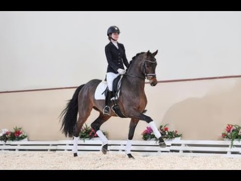 Monterey (Morricone x Sir Donerhall I x Diamond Hit)