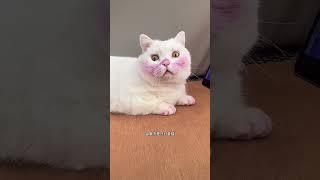 Essa Gatinha ficou com o Pelo Roxo 😻❤️