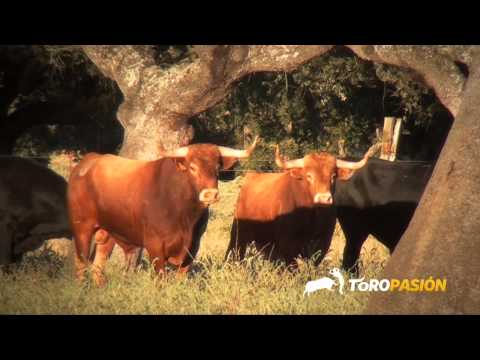 Toropasión - Reportaje novillos concurso de recortadores Tordesillas, 7 de septiembre de 2013