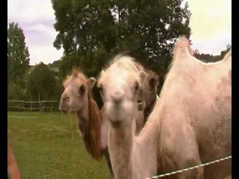 Neuer Werbefilm Kamele Erleben