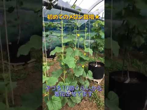 メロンが熟して食べられるかどうかはどうやってわかりますか?家庭菜園家と購入者のためのヒント  庭園