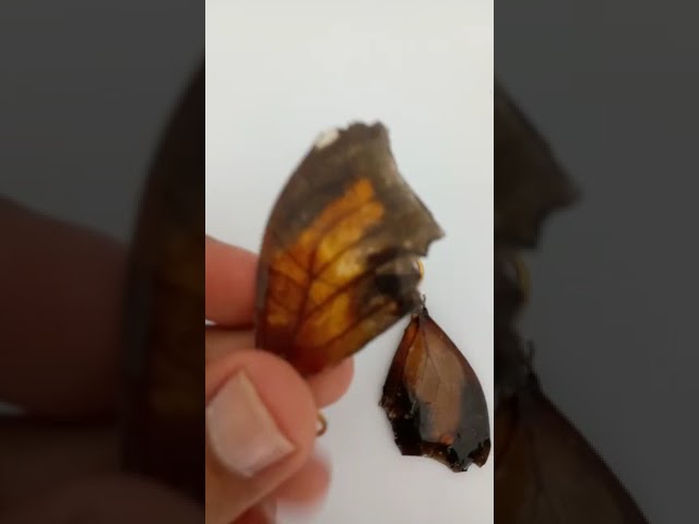 Vídeo relacionado con Broche de mariposa de acero inoxidable con diseño de abeja de miel, con temática de insectos, joyería, talla única, Acero inoxidable