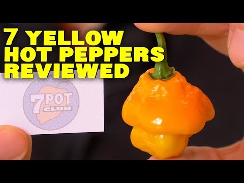 download lagu mp3 mp4 Small Yellow Chili Pepper, download lagu Small Yellow Chili Pepper gratis, unduh video klip Small Yellow Chili Pepper