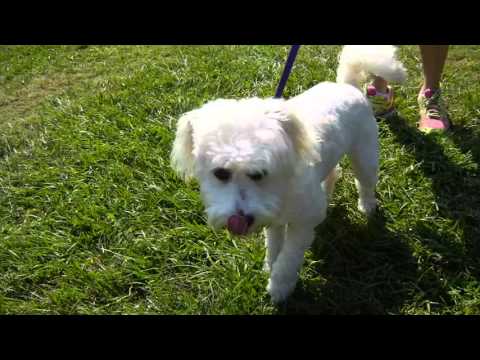 Regan, an adopted Poodle & West Highland White Terrier / Westie Mix in Houston, TX_image-1