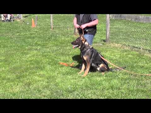 Kougar ~ May 4, 2013