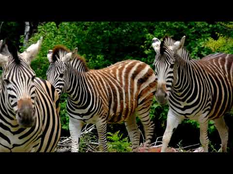 Shani the Zebra's#Short