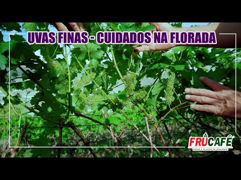 , title : 'Dicas de Cuidados Especiais da Videira na Florada, para Obter Frutos de Qualidade.'