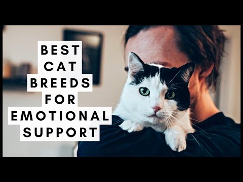 Best Cat Breeds for Emotional Support