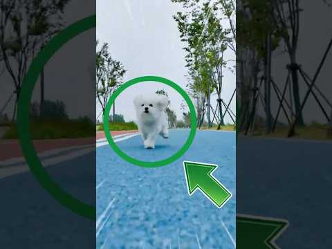 I 4 Cani Più Veloci del Mondo 😱