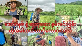 ကိုနေဝေးတို့ နှမ်းခင်းဆေးဖြန်းတဲ့နေ့